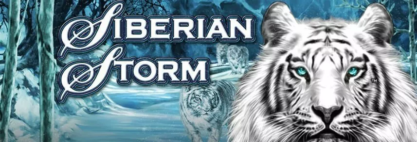Siberian Storms logotyp är centrerad i bilden. I bakgrunden syns ett vinterlandskap. Till höger text bilden av en vit tigers ansikte, bakom tigern går ytterligare tre tigrar.